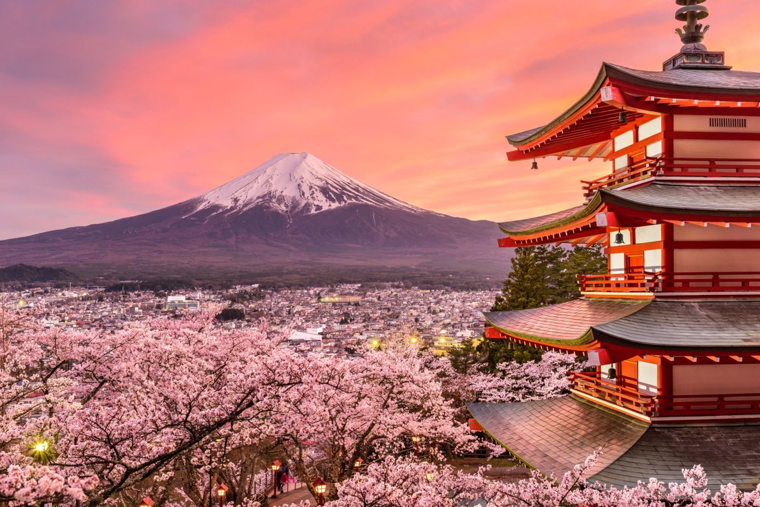 Sakura blossom