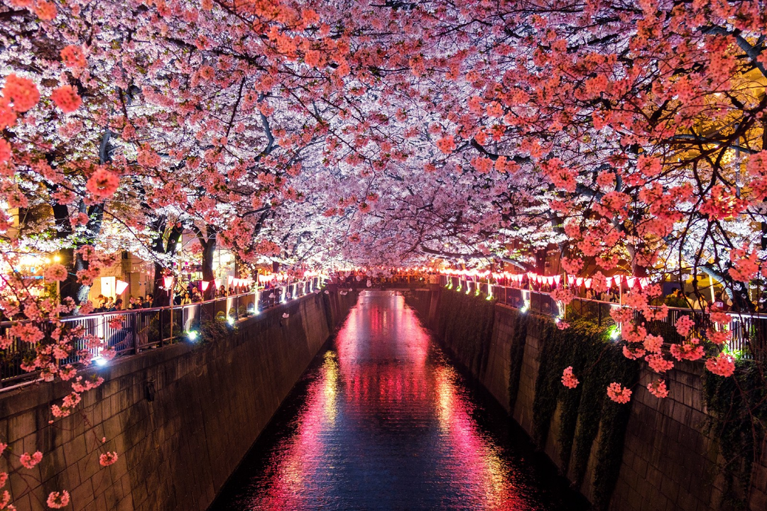 15 Best Things to Do in Japan and Why You Must Try Them