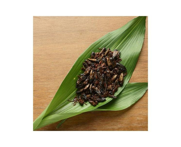 Takeo Big Crickets Snack Food and Drink Sugoi Mart
