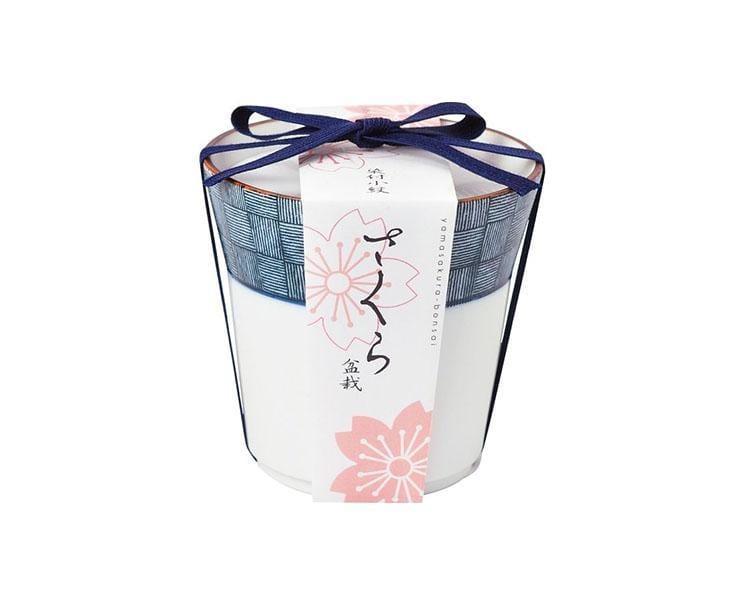 Sakura Blue Bonsai Plant Set Home, Hype Sugoi Mart   
