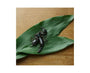 Takeo Black Scorpion Snack Food and Drink Sugoi Mart thumbnail 2