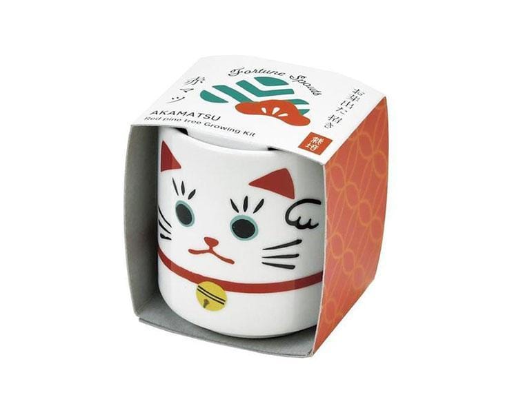 Akamatsu: Red Pine Tree Growing Kit Home Sugoi Mart