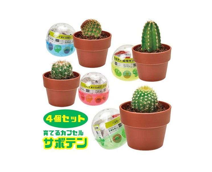 DIY Grow Cactus Set Gachapon Anime & Brands Sugoi Mart