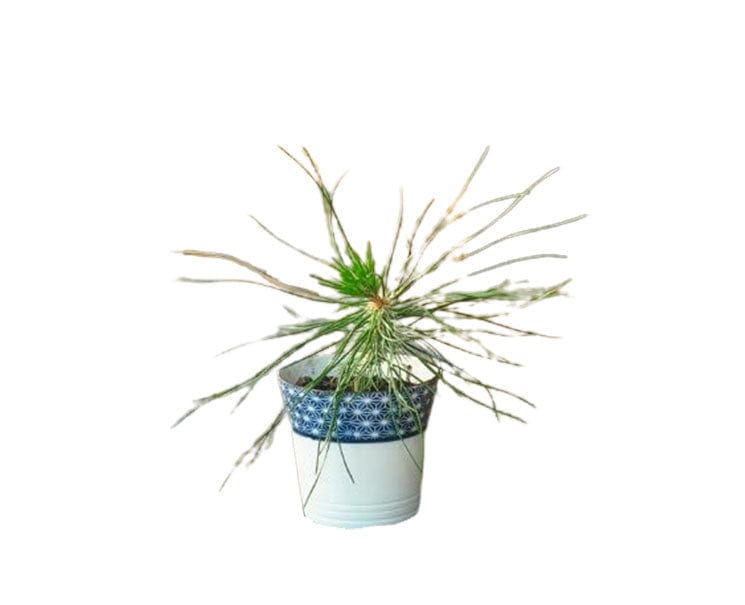 Kuromatsu: Black Pine Bonsai Growing Kit Home Sugoi Mart