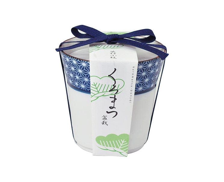 Kuromatsu: Black Pine Bonsai Growing Kit Home Sugoi Mart