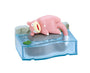 Pokemon Chill By The River Blind Box thumbnail 5